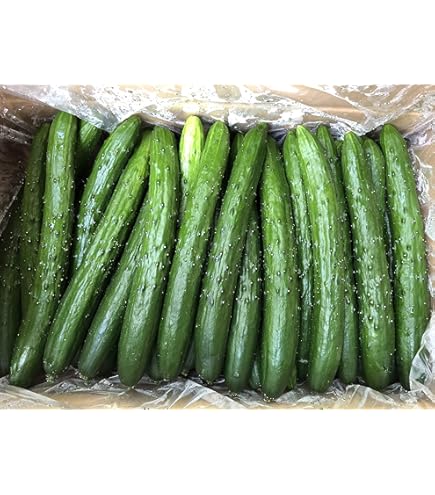 Amazon.co.jp: 大内ファーム 農家直送 もぎたて新鮮きゅうり A級品 2kg